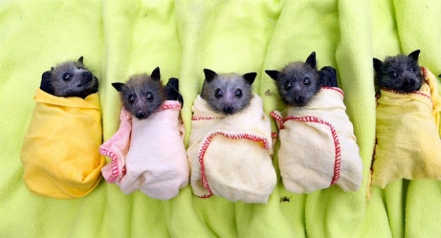 bats-in-blankets